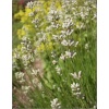 Lavandula angustifolia Edelweiss - Lawenda wąskolistna Edelweiss - białe, wys 40, kw 7/8 FOTO