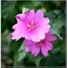 Lavatera olbia Rosea - Ślazówka olbijska Rosea - różowe, wys. 150, kw. 6/9 FOTO