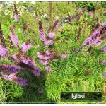 Liatris spicata Floristan Violet - Liatra kłosowa Floristan Violet - jasnofioletowa, wys 75, kw 7/9 C2