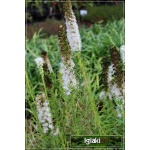 Liatris spicata Floristan White - Liatra kłosowa Floristan White - biała, wys. 70, kw. 6/9 C0,5 xxxy