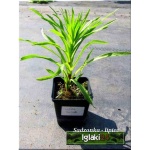 Liatris spicata Kobald - Liatra kłosowa Kobald - różowe, wys 40, kw 6/9 C0,5