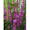 Lythrum virgatum Dropmore Purple - Krwawnica rózgowata Dropmore Purple - różowe, wys. 120, kw. 6/8 FOTO