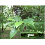 Magnolia liliflora Susan - Magnolia pośrednia Susan - ciemnoróżowe C_10 80-100cm