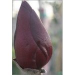 Magnolia soulangeana Black Tulip - Magnolia Pośrednia Black Tulip - ciemnopurpurowe FOTO