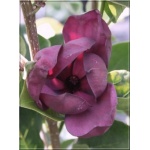 Magnolia soulangeana Genie - Magnolia pośrednia Genie - ciemnoczerwone FOTO 