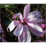 Magnolia stellata Rosea - Magnolia gwiaździsta Rosea - jasno-różowe C2 40-60cm 