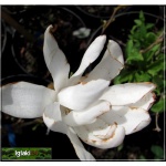 Magnolia stellata Rosea - Magnolia gwiaździsta Rosea - jasno-różowe C2 40-60cm 