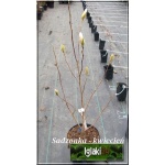 Magnolia stellata Rosea - Magnolia gwiaździsta Rosea - jasno-różowe C_10 40-60cm