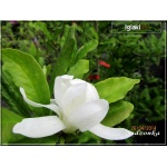 Magnolia stellata Royal Star - Magnolia gwiaździsta Royal Star - białe C3 20-60cm