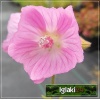 Malva moschata f. rosea - Ślaz piżmowy rosea - wys 50, kw 6/9 FOTO 