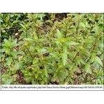 Mentha piperita - Mięta pieprzowa - zioło, fioletowe, wys. 60, kw. 6/8 FOTO