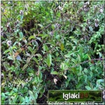 Mentha piperita Citaro - Angielska mięta pieprzowa Citaro - typ mitcham, ciemnozielone gładkie liście C0,5 