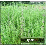 Mentha pulegium - Mięta polej - zioło, zielone liście, wys. 40, kw. 6-8 C0,5