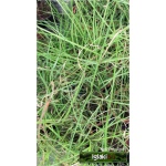 Miscanthus sinensis Kleine Silberspinne - Miskant chiński Kleine Silberspinne - wąski zielony liść, wys. 50/100, kw 9 C0,5