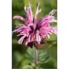 Monarda didyma Cranberry Lace - Pysznogłówka szkarłatna Cranberry Lace - różowe, wys. 60, kw. 7/9 FOTO