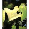Morus latifolia Spirata - Morwa szerokolistna Spirata C3 60-80cm