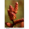 Myrica gale - Woskownica europejska - kremowe, czerwone FOTO