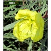 Oenothera macrocarpa Shimmer - Wiesiołek missouryjski Shimmer - żółte, wys. 25, kw. 6/9 FOTO