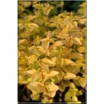 Origanum vulgare Aureum - Lebiodka pospolita Aureum - żółte liście, wys. 20, kw 6/8 C0,5