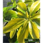 Pachysandra terminalis - Runianka japońska - ciemnozielona, kwiaty biało-żółte, wys 20cm, kw 5 C0,5 