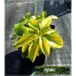 Pachysandra terminalis - Runianka japońska - ciemnozielona, kwiaty biało-żółte, wys 20cm, kw 5 C0,5 