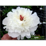 Paeonia lactiflora Solange - Piwonia chińska Solange - kwiaty biało-łososiowe pełne, wys. 90, kw. 5/6 C1,5