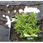 Phlox subulata White Delight - Płomyk szydlasty White Delight - Floks szydlasty White Delight - biały, wys 15, kw 4/5 FOTO