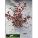Physocarpus opulifolius Andre - Pęcherznica kalinolistna Andre C2 40-60cm