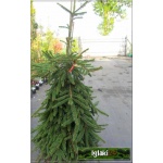 Picea abies Inversa - Świerk pospolity Inversa szczep. FOTO