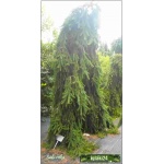 Picea abies Inversa - Świerk pospolity Inversa szczep. FOTO