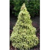 Picea glauca Daisy\'s White - Świerk biały Daisy’s White C3 40-60cm