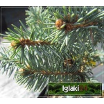 Picea pungens Białobok - Świerk kłujący Białobok szczep. FOTO