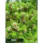 Pinus mugo Winter Gold - Sosna górska Winter Gold - Kosodrzewina Winter Gold PA 70-80cm bryła 70-80cm
