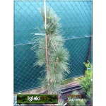 Pinus nigra Pyramidalis - Sosna czarna Pyramidalis szczep. C_35 _100-150cm