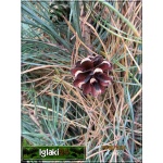 Pinus nigra Pyramidalis - Sosna czarna Pyramidalis szczep. C_35 _100-150cm