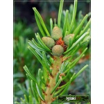 Pinus parviflora Glauca - Sosna drobnokwiatowa Glauca szczep. C5 40-60cm