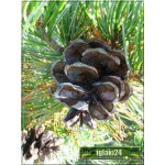 Pinus parviflora Glauca - Sosna drobnokwiatowa Glauca szczep. C5 40-60cm