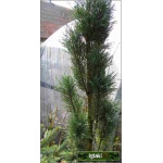 Pinus sylvestris Fastigiata - Sosna pospolita Fastigiata szczep. C_10 60-80cm xxxy