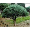 Pinus sylvestris Watereii - Sosna pospolita Watereri - Pinus sylvestris Pumila - Sosna pospolita Pumila - Pinus sylvestris var. nana - Sosna pospolita nana szczep. C7,5 80-100cm xxxy