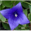 Platycodon Grandiflorus Astra Blue - Rozwar wielkokwiatowy Astra Blue - fioletowe, wys. 10, kw. 6/8 FOTO