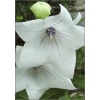 Platycodon Grandiflorus Fuji White - Rozwar wielkokwiatowy Fuji White - biały, wys. 50, kw 7/8 FOTO 