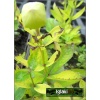 Platycodon Grandiflorus Rose - Rozwar wielkokwiatowy Rose - różowy, wys. 40, kw 7/8 FOTO 
