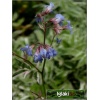 Polemonium reptans Touch of Class - Wielosił rozesłany Touch of Class - liście obrzeżone, kwiaty niebieskie, wys. 40, kw. 5/6 FOTO