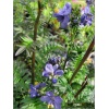 Polemonium yezoense Purple Rain Strain - Wielosił jezoński Purple Rain Strain - fioletowe, wys. 50, kw. 6/7 FOTO