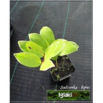 Polygonatum odoratum Variegatum - Kokoryczka wonna Variegatum - biały, liście biało-zielone, wys 40, kw 5/6 C0,5