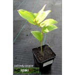 Polygonatum odoratum Variegatum - Kokoryczka wonna Variegatum - biały, liście biało-zielone, wys 40, kw 5/6 FOTO