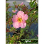 Potentilla fruticosa Pink Queen - Pięciornik krzewiasty Pink Queen - różowe C1,5 15-25cm