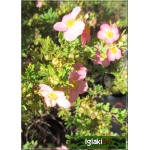 Potentilla fruticosa Pink Queen - Pięciornik krzewiasty Pink Queen - różowe FOTO