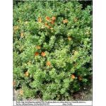 Potentilla fruticosa Red Ace - Pięciornik krzewiasty Red Ace - pomarańczowoczerwone C2 20-30cm