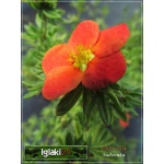 Potentilla fruticosa Red Ace - Pięciornik krzewiasty Red Ace - pomarańczowoczerwone C2 20-30cm